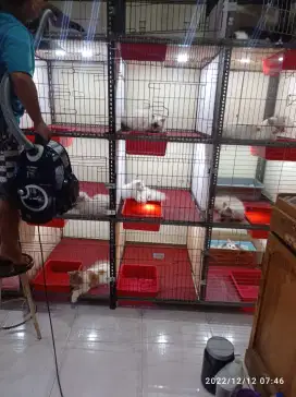 Penitipan kucing