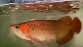 Arowana super red 46-47cm