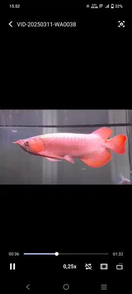 arwana super red