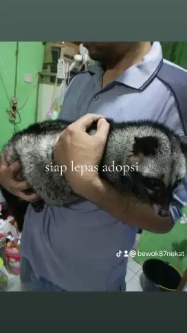 Musang pandan dewasa' obes jinak total warna abu abu