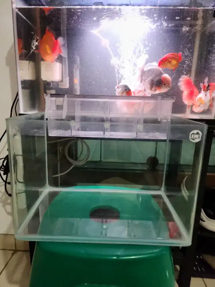 Aquarium lepet siku lengkung 30cmx18cmx20cm
