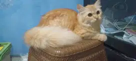 Kucing Persia medium oyen cakep