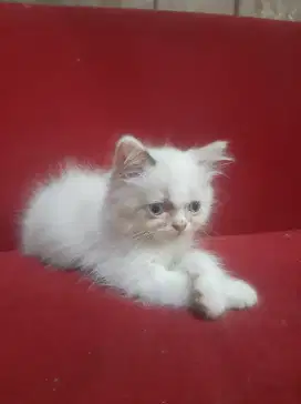 Kucing persia kitten putih dilute