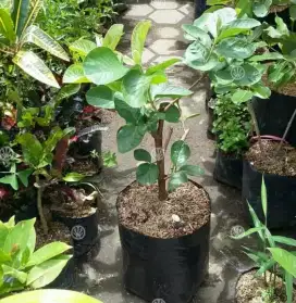 Jual pohon jambu merah