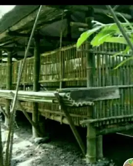 Kandang kambing bambu