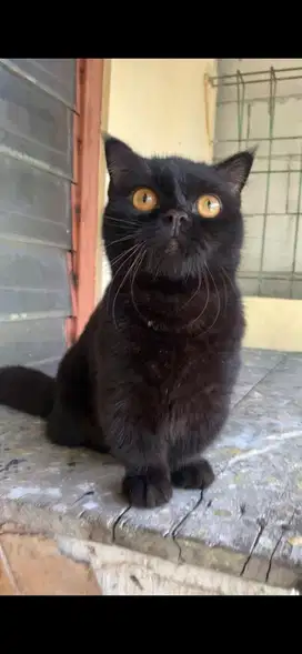 Kucing munchkin bsh jantan