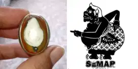 Batu cincin akik karang tunggal kantong semar pamor