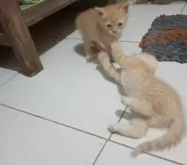 Kucing Persia mix