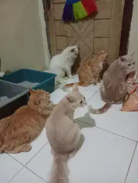 Kucing Persia mix warna coklat