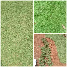 Rumput gajah mini/taman