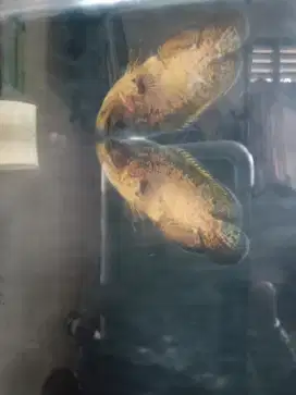 Di jual ikan Oscar sangat sehat