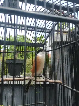Burung Cendet Gacor