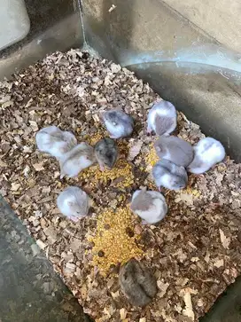 Hamster Gemoy alalak