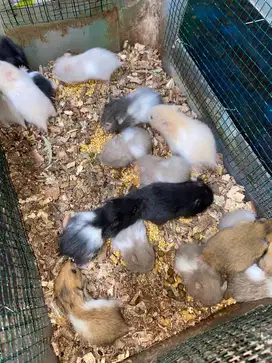 Hamster Syrian alalak