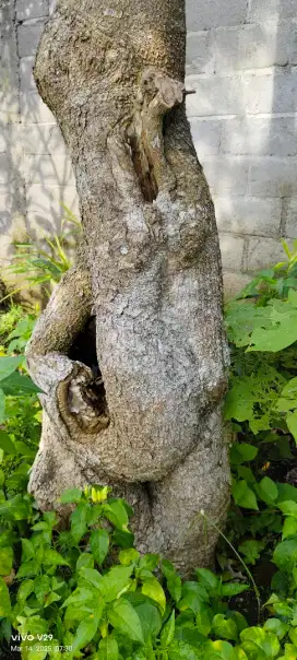 Bonsai pohon pule