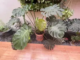 Tanaman Hias Monstera King