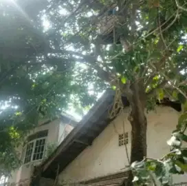 Potong pohon dan angkut sampah