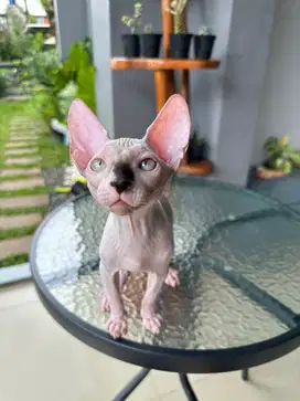 Kucing Sphynx Kitten Jantan