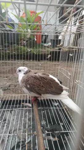 Burung tekukur blorok