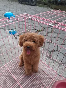 Toy Poodle stambum