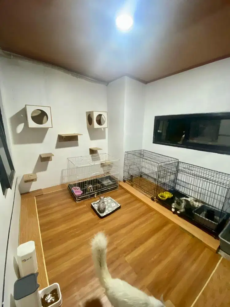 TEMPAT PENITIPAN ANABUL (KUCING)