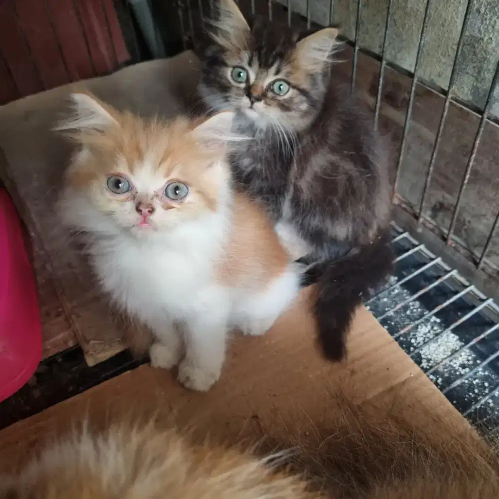 Persia umur 2 blan / ekor