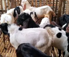 promo 10 ekor kambing jantan 1 tahunan TB 65cm siap penggemukan kurban