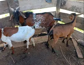 10 ekor kambing jantan 1 tahunan TB 65cm siap penggemukan kurban 2025