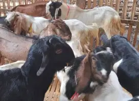 obral 10 ekor kambing jantan 1 tahunan TB 65cm siap digemukin kurban
