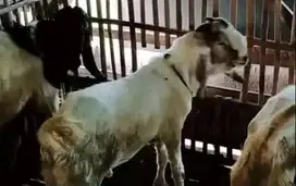 10 ekor kambing jantan 1 tahunan TB 65cm siap penggemukan kurban 2025