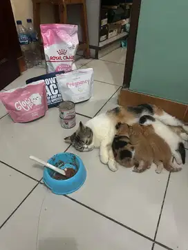 Kucing scottish x peaknose