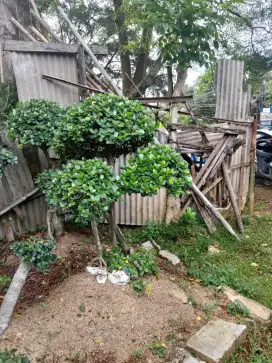 jual berbagai macam jenis tanaman bonsai