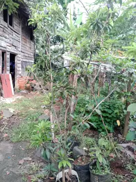 Pohon sawo berbunga