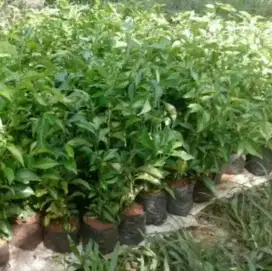 Pohon teh tehan untuk pagar