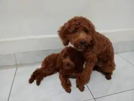 Puppy puddle red toy female harga per ekor