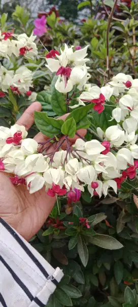 Jual Bunga Hias Siap Tanam