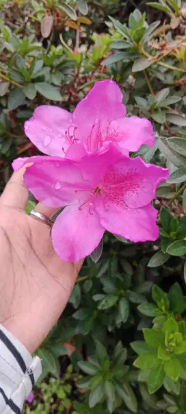 Jual bibit bunga hias