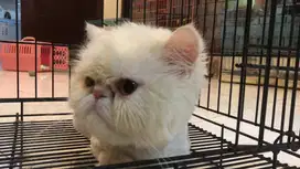 Grooming/mandi Kucing Panggilan