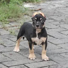 Pitbull betina blacktan cakepp