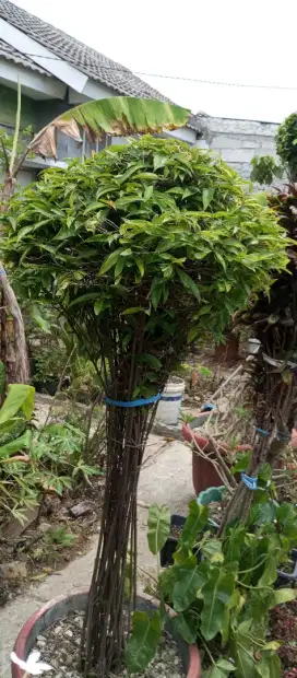 Bambu bonsai cantik