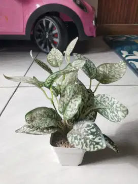Hiasan rumah pot tanaman