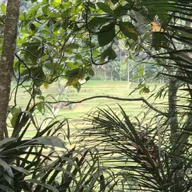 Di jual kebun produktif view sawah dan gunung