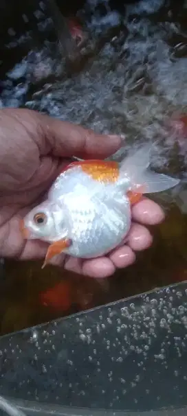 Ikan Koki Ryukin 10 bulan