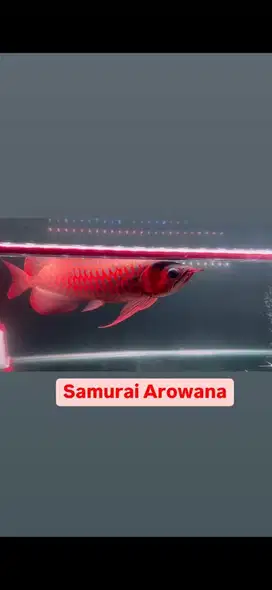 Arwana superred  arowana super red