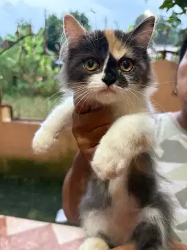 Kitten Persia Flatnose