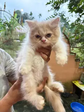 Kitten Persia Flatnose