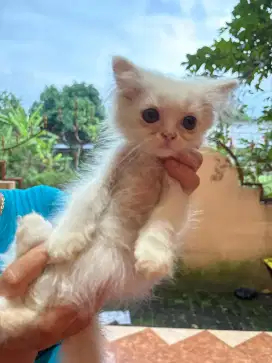 Kitten Persia Flatnose