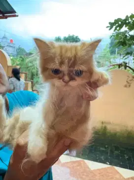 Kitten Persia Flatnose