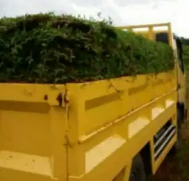 jual pohon hias dan rumput untuk lapangan
