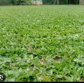 jual pohon hias dan rumput gajah mini